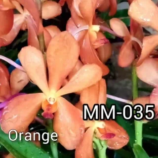 MM-035~Mokara Matured Plant(orange)