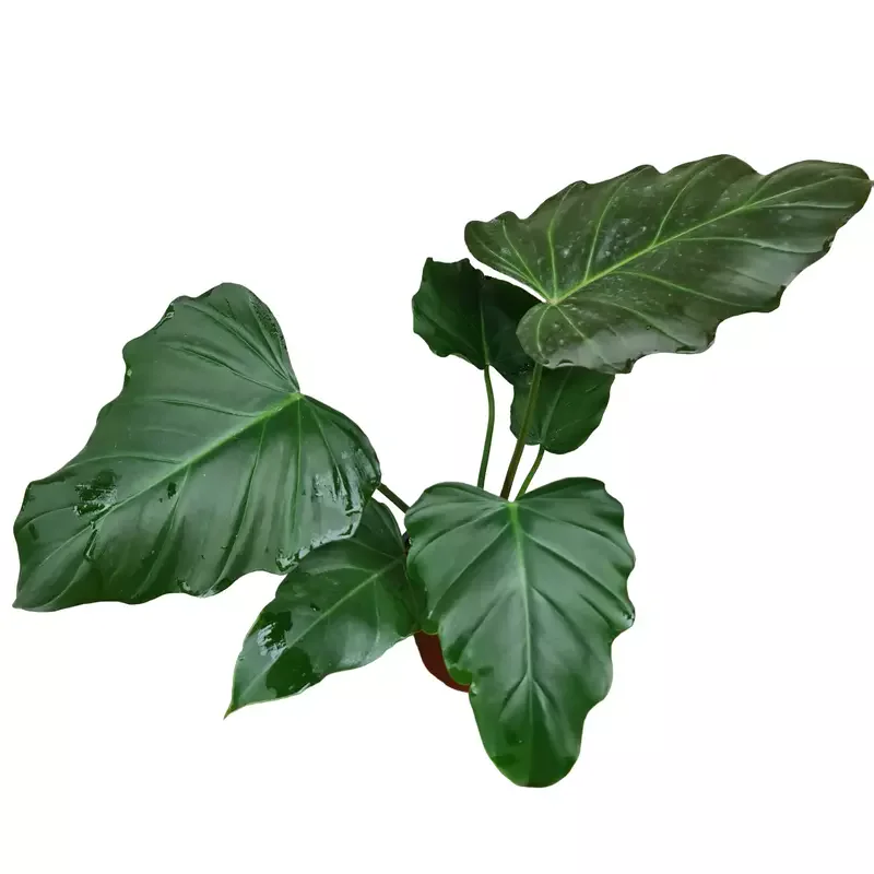 Philodendron Corsinianum / 'Bronze Shield'