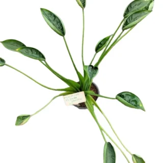 Alocasia Flying Sparrow - Rare