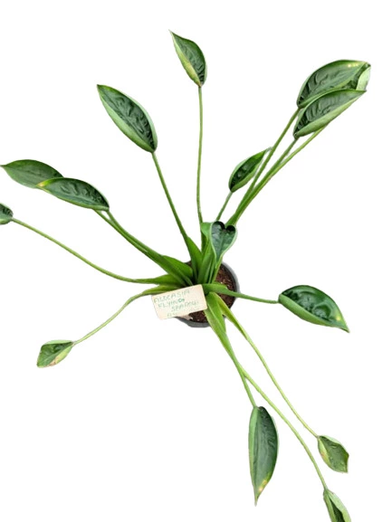 Alocasia Flying Sparrow - Rare