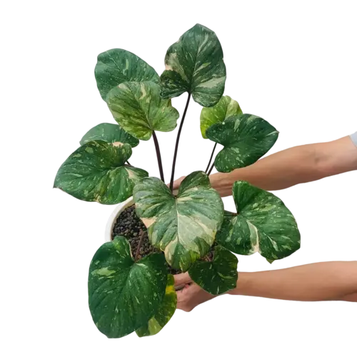 Homalomena Rubescens Maggy Variegated