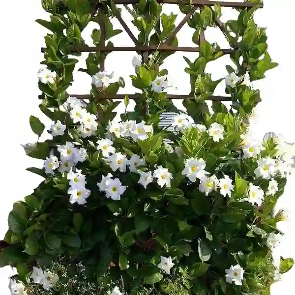 MANDEVILLA (WHITE)