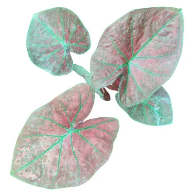 Caladium