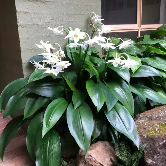 Eucharis grandiflora