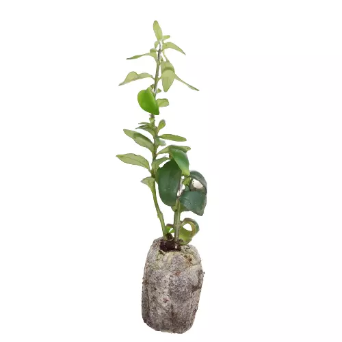 Twisted lipstick plant (Aeschynanthus ‘Twister’)