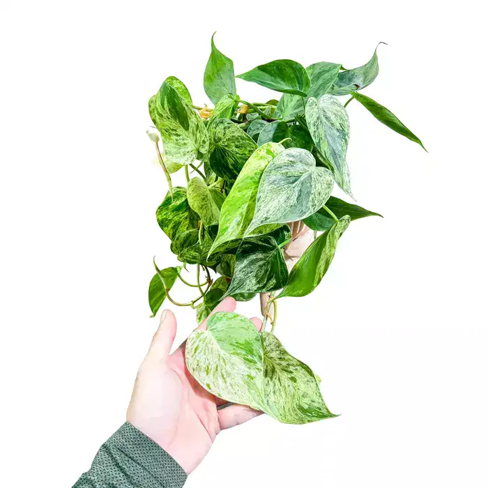 Philodendron Hederaceum Variegated