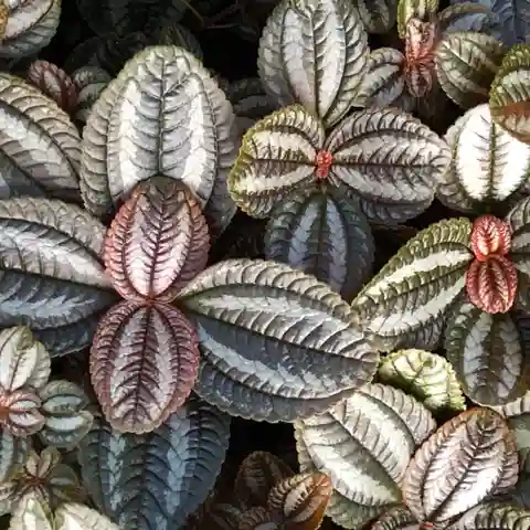 Pilea "Friendship" (involucrata)