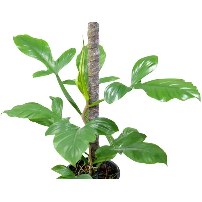 Philodendron Applanatum