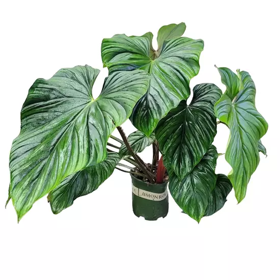 PHILODENDRON PLOWMANII
