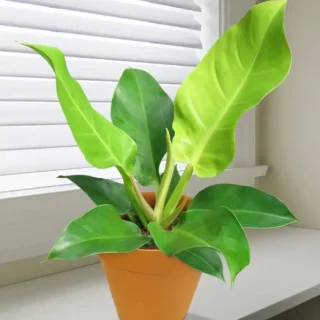 Philodendron Moonshine