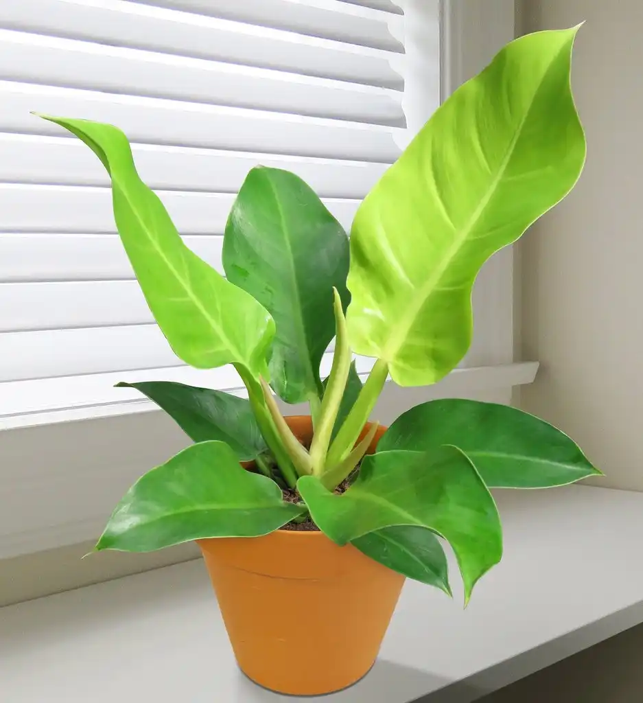 Philodendron Moonshine