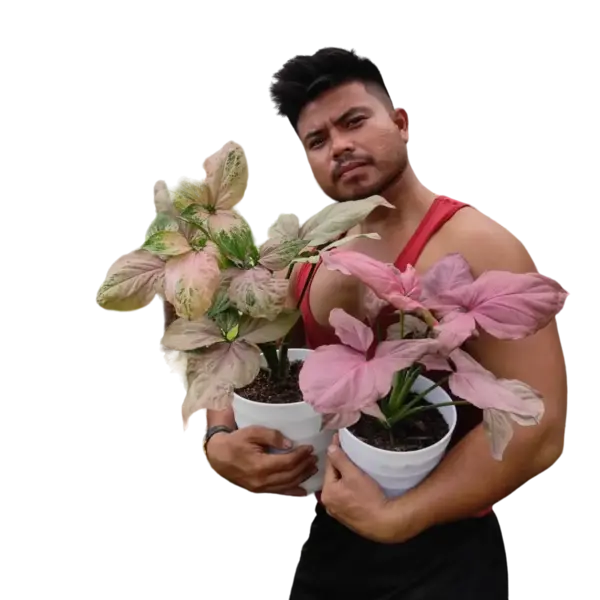 Syngonium Pink Perfection