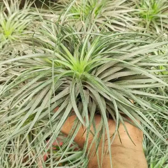 Tillansia Cotten candy