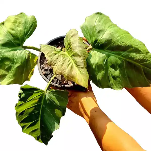 Philodendron Corsinianum / 'Bronze Shield'