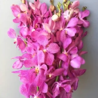 MM-016~Mokara Matured Plant(Jub Kuan Pink)