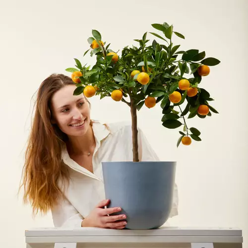 Chinese Orange Live Plant