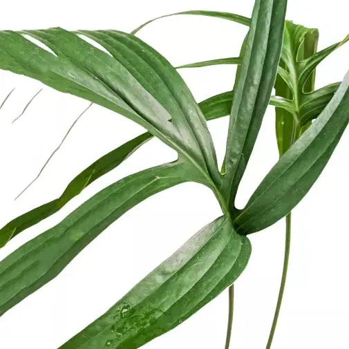 Amydrium Zippelianum / Spiderman monstera