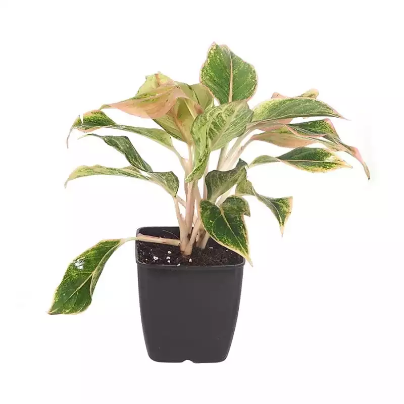 Siam pink aurora aglaonema plant