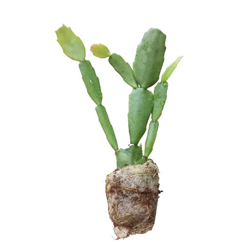 White Christmas Cactus (Schlumbergera)