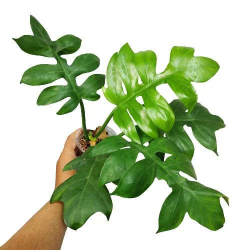 PHILODENDRON DISTANTILOBUM 'CINDERELLA'