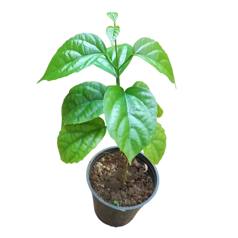 Golden Cascade Plant