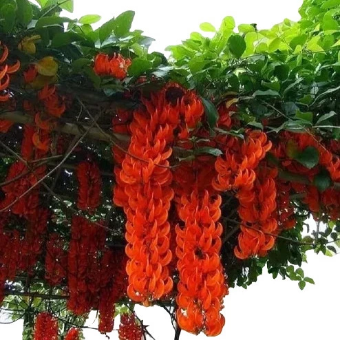 red jade vine