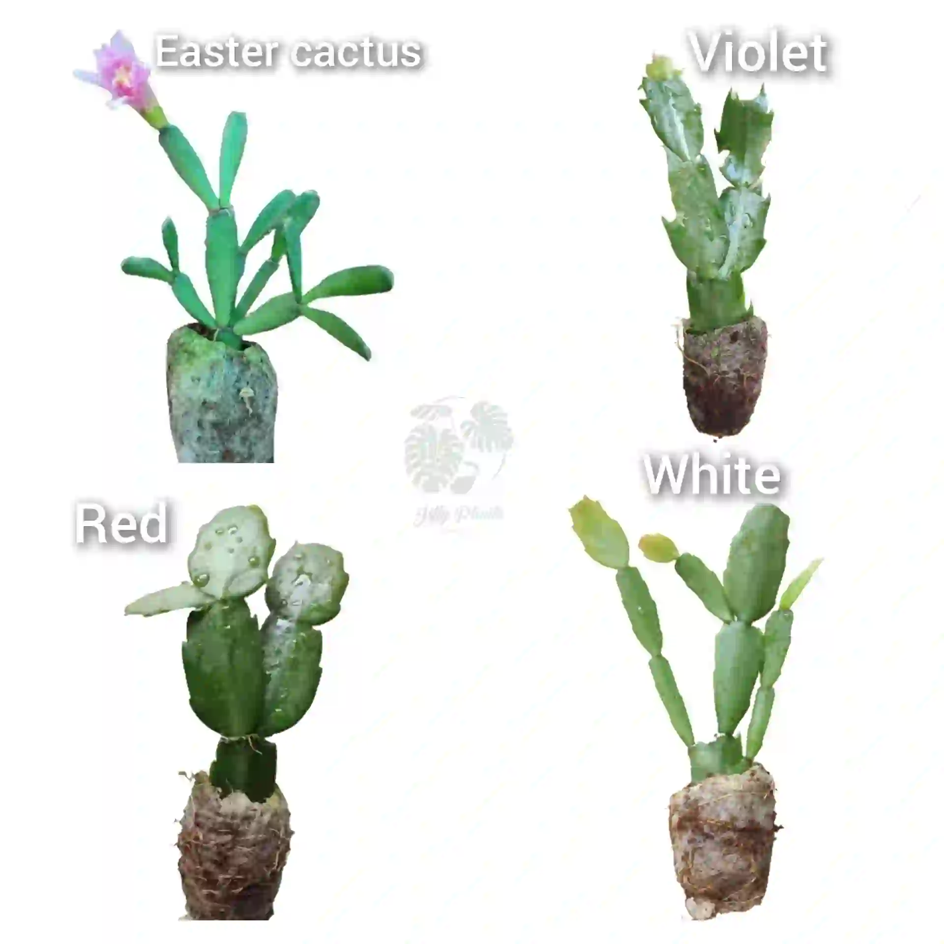 Christmas Cactus 4 Plants Combo