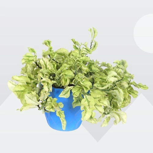 Pedilanthus ‘White Ghost / Curly pink plant