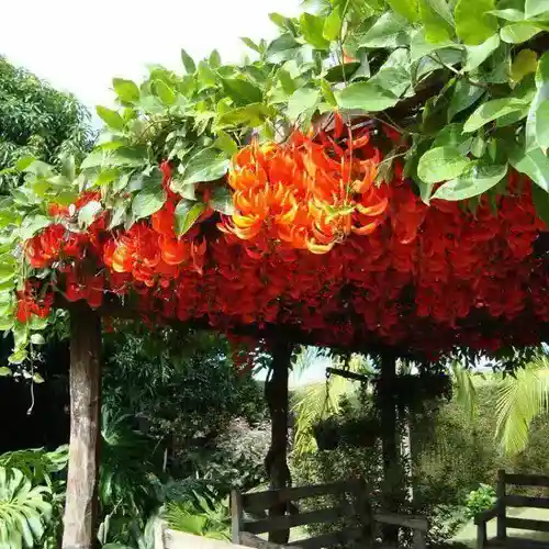 red jade vine