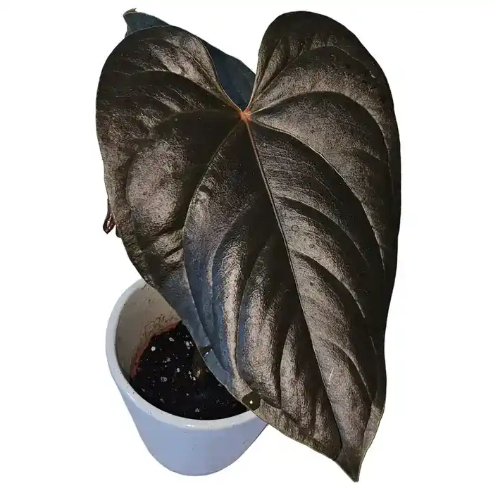 Anthurium Moodenum