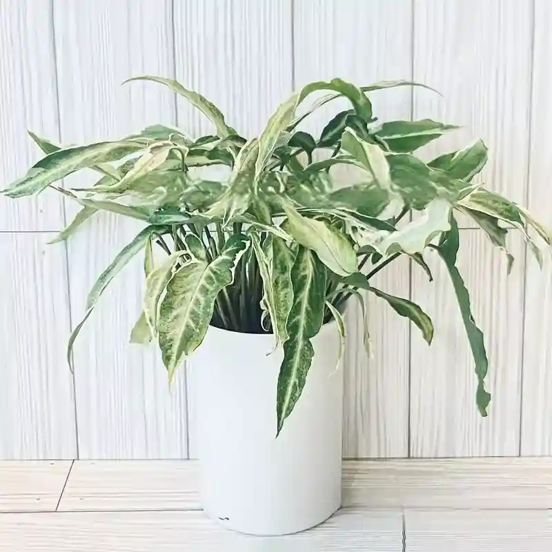 Syngonium Starlite / Syngonium Starlight