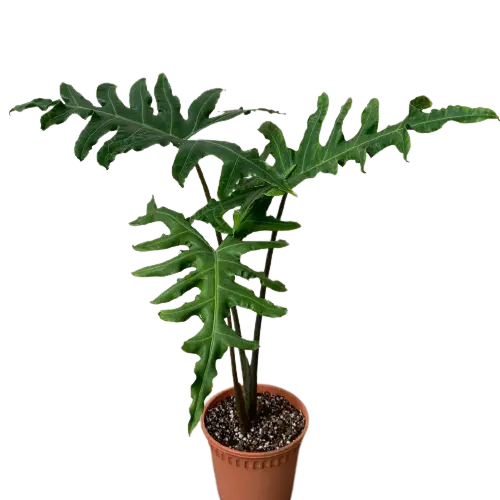 Alocasia Portei, Elephant Ear - Rare