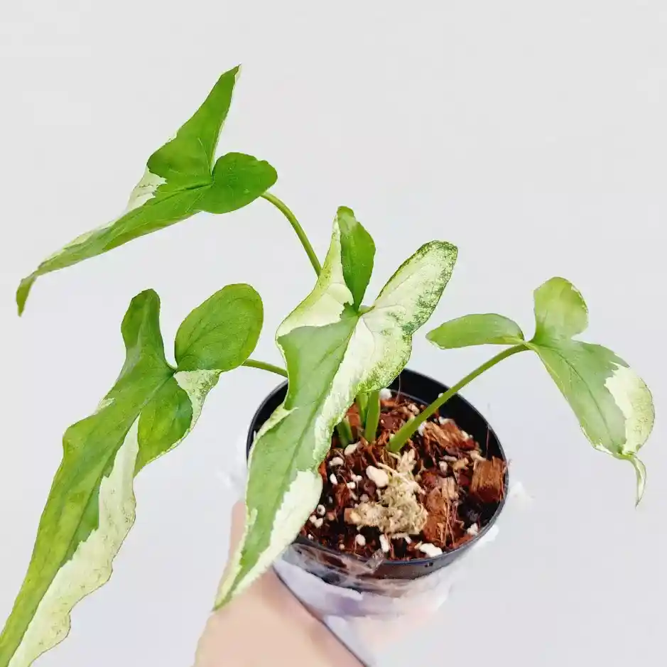 Syngonium Starlite / Syngonium Starlight