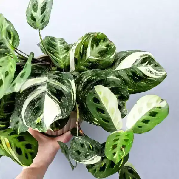 Maranta Leuconeura Kerchoveana Variegated