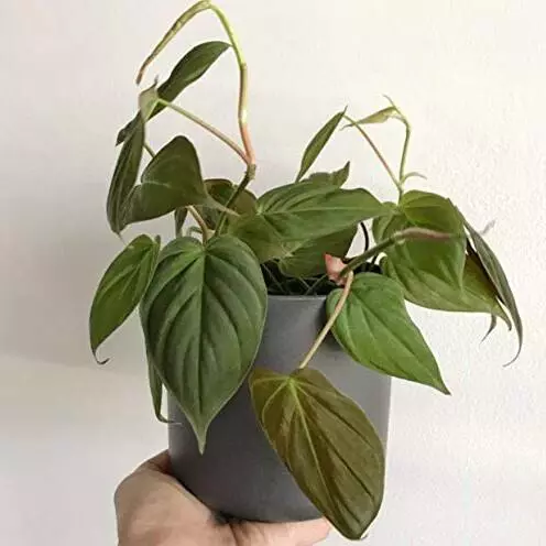 Philodendron Mican plant