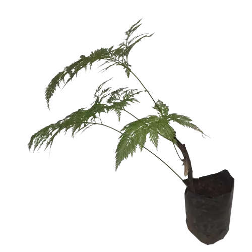 Rabbit’s Foot Fern ( Davallia solida ) - Rare - Image 3