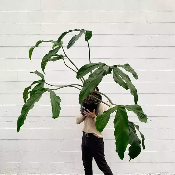 Philodendron Holtonianum