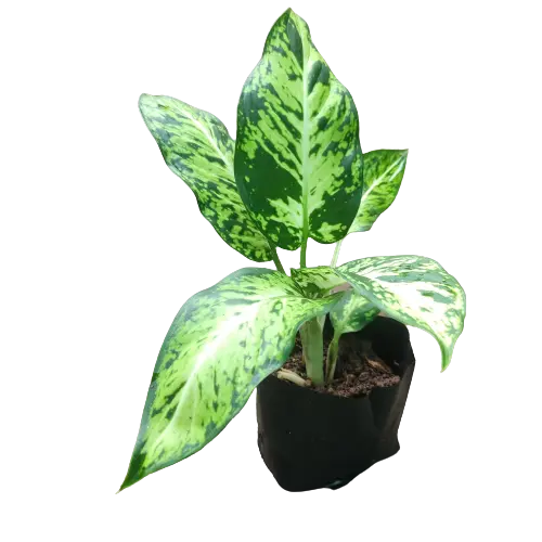 Dieffenbachia ‘Sublime’