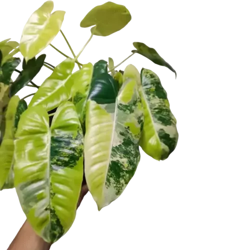 Philodendron Burle Marx Variegated