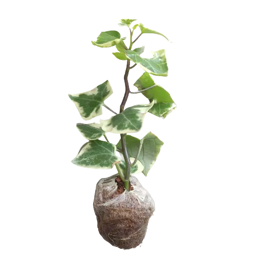 English ivy/WaX ivy (Variegation from outside)Senecio Macroglossus Variegatus - Image 3