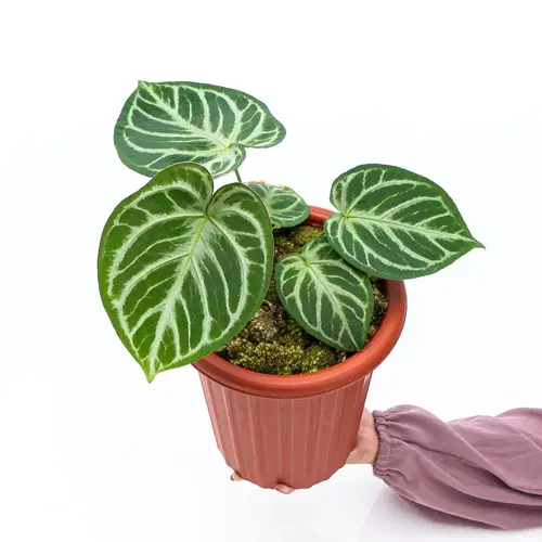 ANTHURIUM SILVER BLUSH