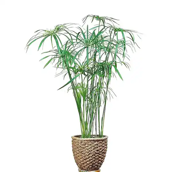 Cyperus Alternifolius