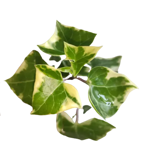 English ivy/WaX ivy (Variegation from outside)Senecio Macroglossus Variegatus - Image 2