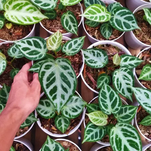 ANTHURIUM SILVER BLUSH