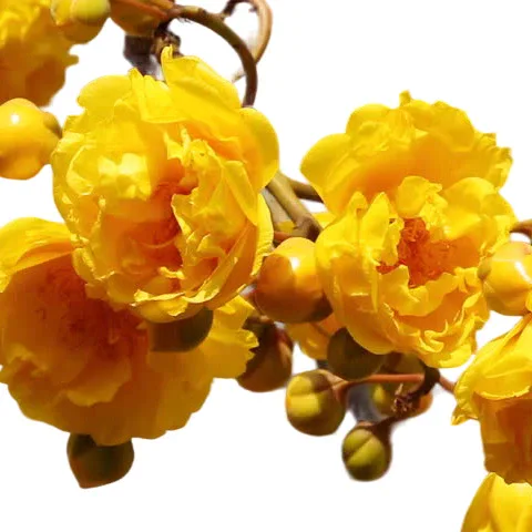 Cochlospermum religiosum (Golden Silk Cotton tree)