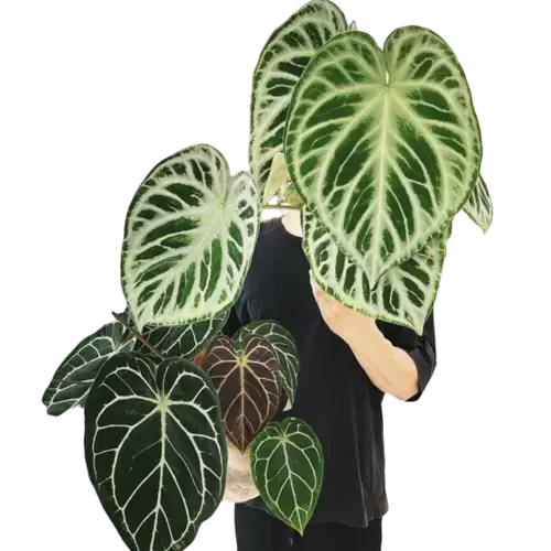 ANTHURIUM SILVER BLUSH