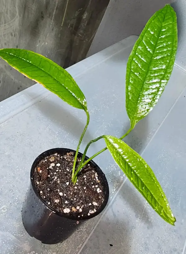 Anthurium moonenii