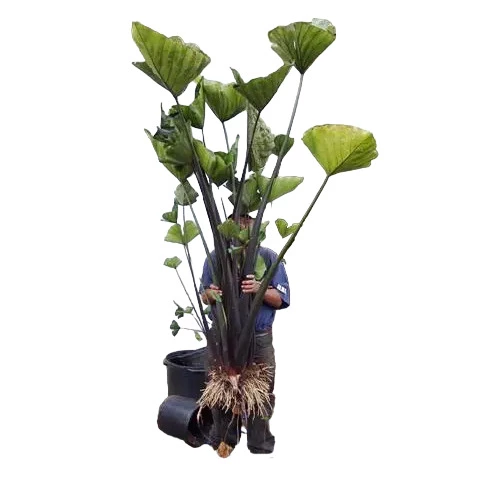 Colocasia esculenta 'Coffee Cups'