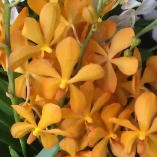 MM-021~Mokara Matured Plant(Bangkuntian Gold)