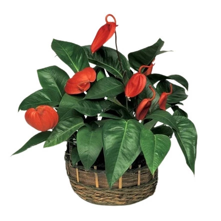 Anthurium Scherzerianum